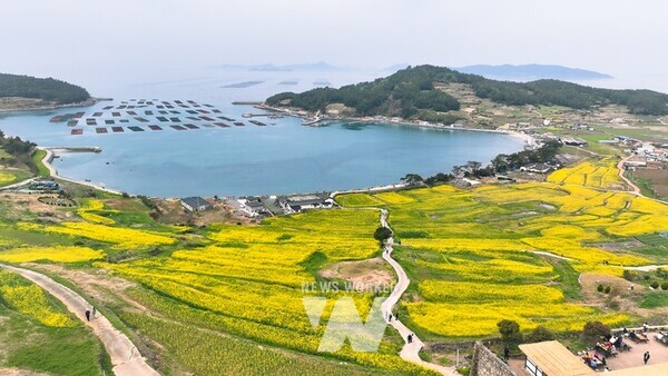 청산도 유채꽃밭 전경