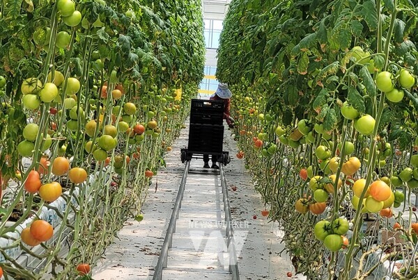 전라남도는 ‘2025년 친환경 과수·채소 전문단지 조성사업’ 공모에 참여할 친환경농업(법)인을 오는 5월 24일까지 모집한다
