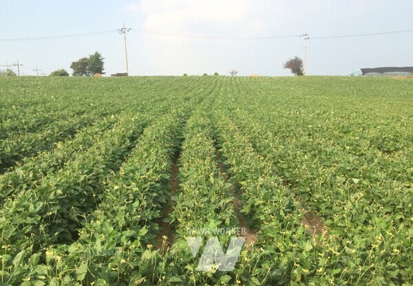 전남 영광군(군수 강종만)은 영광모싯잎송편 재료인 동부를 생산·공급하기 위해 ‘2024년 영광산 동부 자급체계 구축사업’을 추진한다