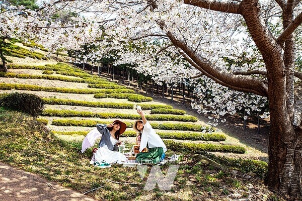 보성애물들다_보성으로 떠나는 차밭 피크닉!