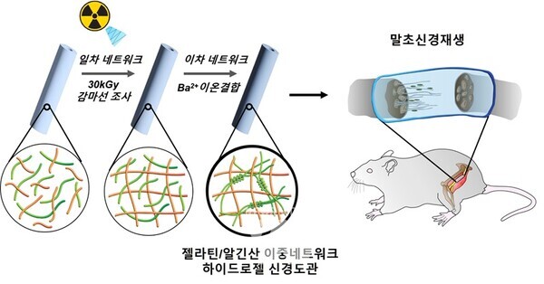 (왼쪽부터) 신소재공학부 김정현 석박통합과정생(제1저자), 이재영 교수 _감마선 조사 이중네트워크 하이드로젤 신경도관 모식도향상된 기계적 특성, 구부러짐 저항성, 봉합사 잔존강도 및 말초신경 절단 동물모델을 활용한 신경재생확인