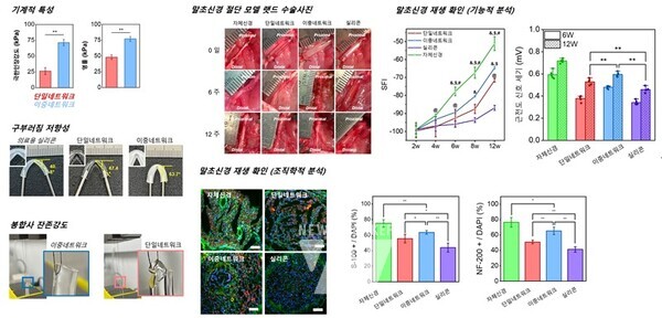 (왼쪽부터) 신소재공학부 김정현 석박통합과정생(제1저자), 이재영 교수 _감마선 조사 이중네트워크 하이드로젤 신경도관 모식도향상된 기계적 특성, 구부러짐 저항성, 봉합사 잔존강도 및 말초신경 절단 동물모델을 활용한 신경재생확인