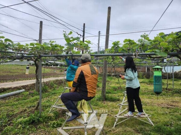 농촌지도사가 키위농가에 직접 방문해 적기 키위 꽃썩음병 방제를 위한 현장지도를 하고 있다.