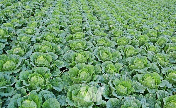 한국농수산식품유통공사 여름작기 채소가격안정지원사업 신규사업자 모집