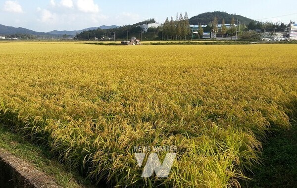 벼 재배단지