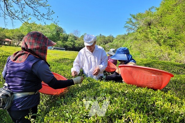 최창돈 명인과 녹차밭