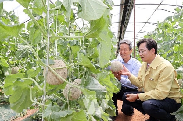 읍면별 특화품목 단지조성 및 전략작물 재배