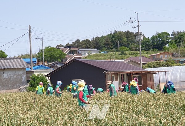 전남 무안군 현경면 새마을부녀회(회장 박창심)는 지난 9일 본격적인 영농철을 맞아 농촌에 부족한 일손을 돕고 이웃의 정을 나누고자 일손 돕기 봉사활동을 진행했다.