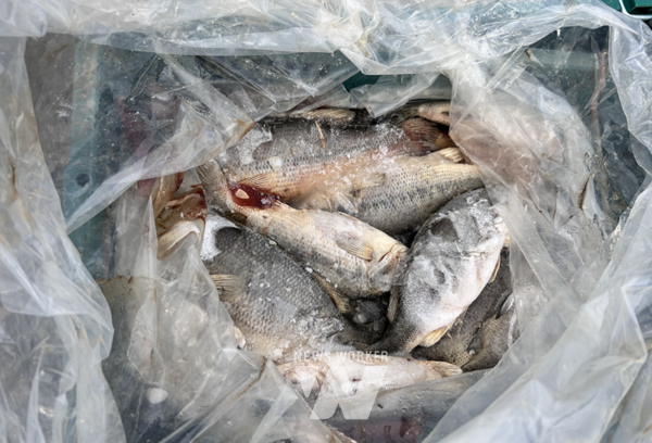 전남 함평군이 오는 17일부터 토산어종 보호와 지역 생태계 복원을 위한 유해 외래어종 수매사업에 나선다.