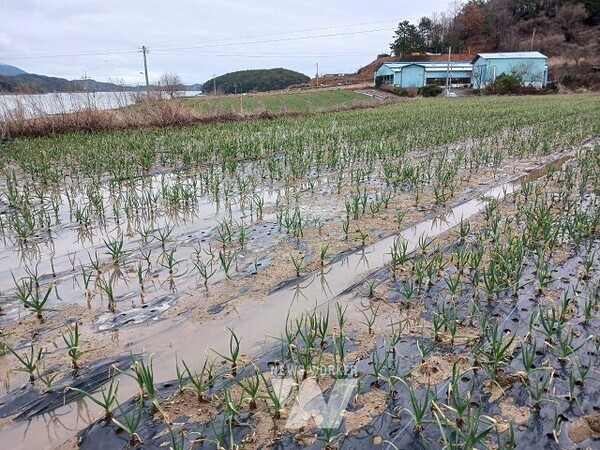 호우 피해-고흥 마늘 침수