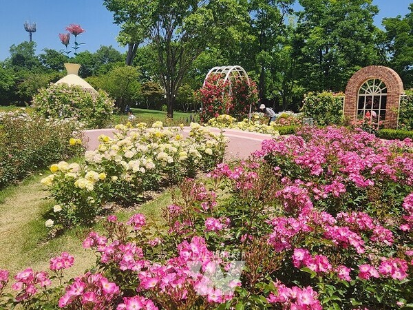 순천만국가정원 장미