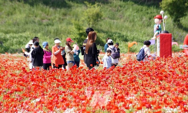 나주 영산강변에 만개한 꽃양귀비