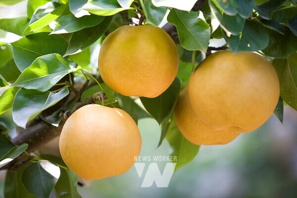 농작물재해보험 가입 품목(배)