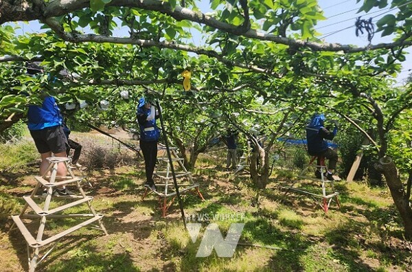 나주 과수농가 농촌일손돕기 봉사활동 현장