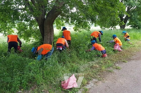 생태교란종식물 제거작업