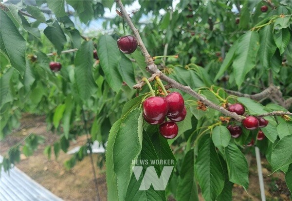 전남 장흥군은 과일 중의 다이아몬드로 불리며 슈퍼푸드로 주목받고 있는 체리를 본격 수확·출하한다