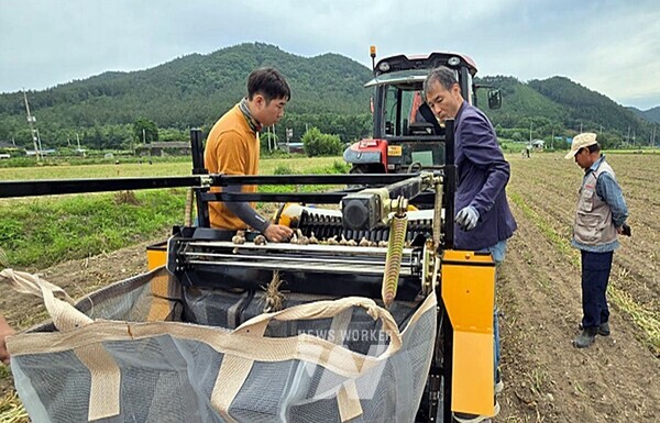 마늘수확기 시연회