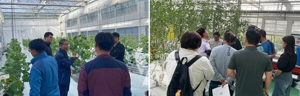 멜론·방울토마토 현장실습