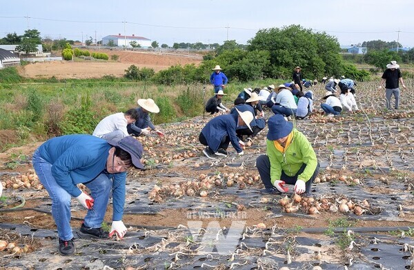 무안 농촌일손돕기