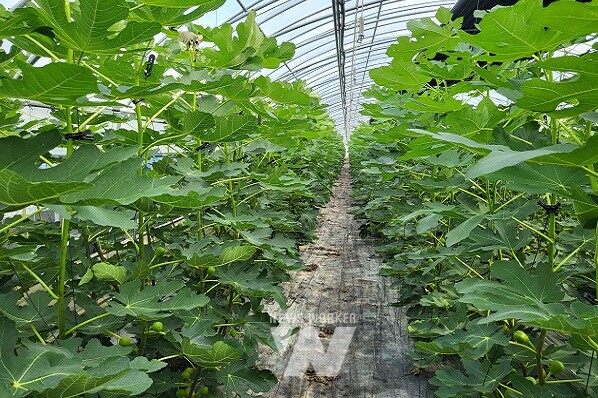 유기농 생태마을- 신기마을