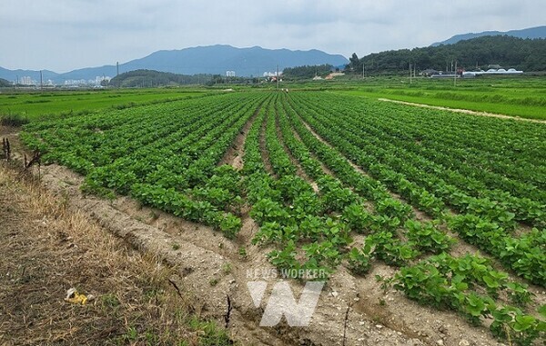 전략작물 직불금- 장성 논콩 재배단지
