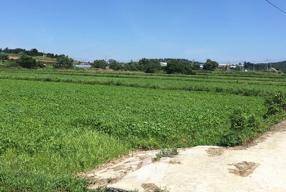 전략작물 직불금- 해남 마산면 용전들녘(논콩)