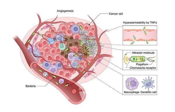 전남대 민정준 교수 논문, 세계 최고 종양학 저널 게재 