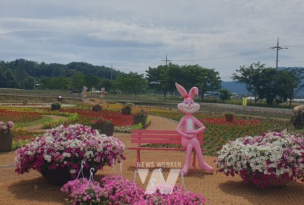 작천코끼리마늘꽃 군락지에 개화가 한창이다.
