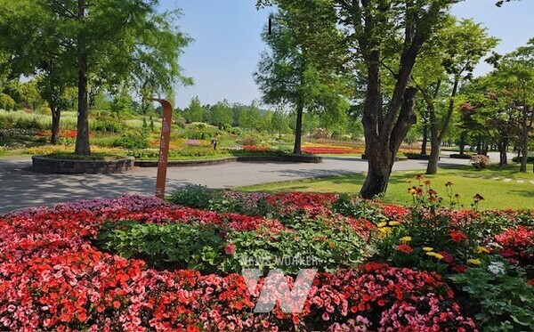 드림정원 앞 접시꽃 등 식재