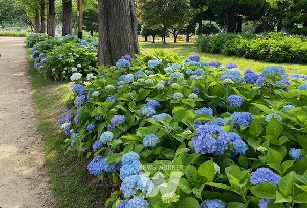 메타세콰이어길가에 핀 수국