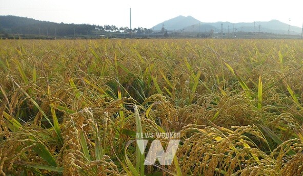 농작물 재해보험- 벼 재배