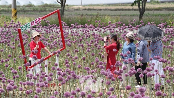작천 코끼리마늘꽃 행사장에서 관광객들이 즐거운 한때를 보내고 있다.
