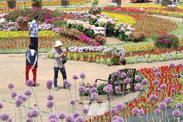 작천 코끼리마늘꽃 행사장에서 관광객들이 즐거운 한때를 보내고 있다.