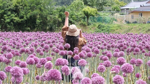 작천 코끼리마늘꽃 행사장에서 관광객들이 즐거운 한때를 보내고 있다.