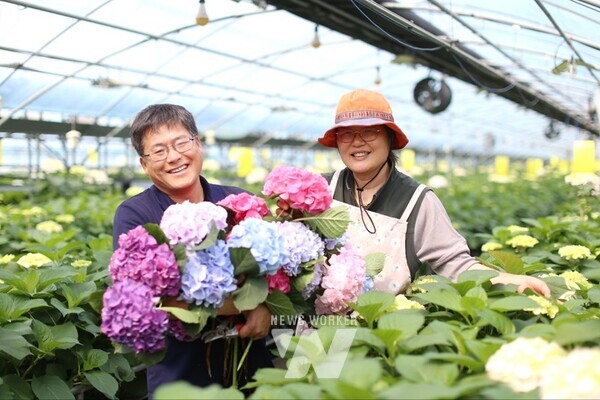 그린화훼영농조합법인의 김양석 대표 내외가 수국농장에서 환하게 미소를 짓고 있다.
