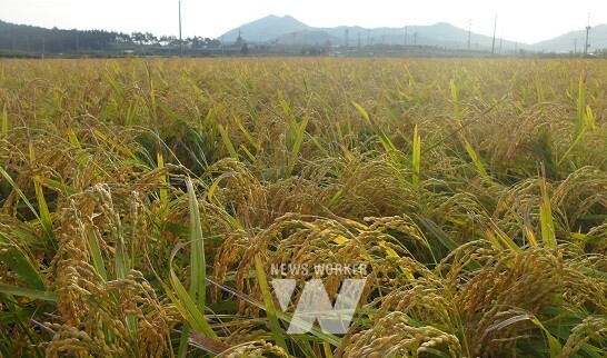 벼 농작물 재해보험 관련- 정상 벼