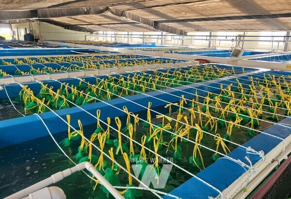 전남 무안군(군수 김산)은 지역 대표 수산물인 낙지의 명성을 이어가기 위해 대대적인 자원 회복에 나서고 있다. (낙지 교접)