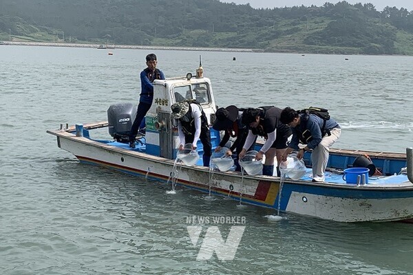 대맛조개 종자 방류