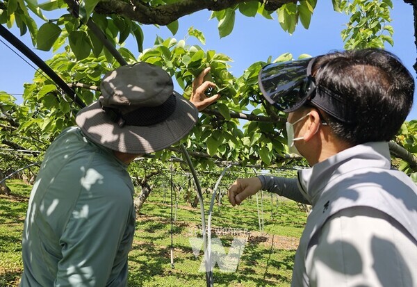 배농가 현장기술지원 장면. (사진제공-나주시)