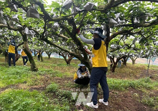 나주시-전남정보문화산업진흥원 일손돕기 현장 (사진제공-나주시)