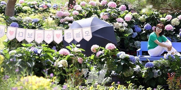 개장식이 있었던 6월 28일, 수국길축제장을 찾은 사람들이 즐거운 한때를 보내고 있다.