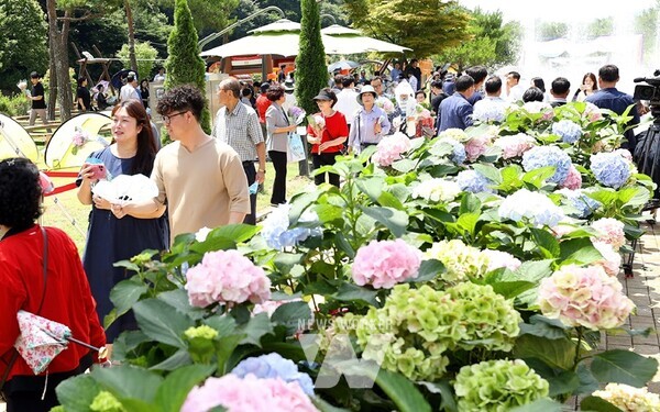 지난 28일부터 30일까지 강진읍 V랜드 일원에서 강진 수국길축제가 성황리에 열렸다.