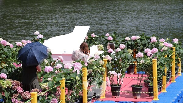 지난 28일부터 30일까지 강진읍 V랜드 일원에서 강진 수국길축제가 성황리에 열렸다.