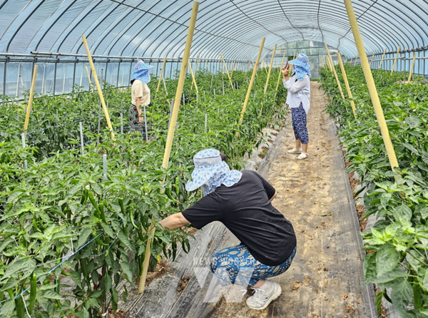 지난해 강진 촌캉스를 찾은 젊은이들이 푸소 농가에서 여유로운 시간을 보내고 있다.