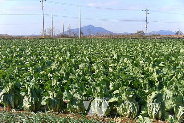겨울 배추