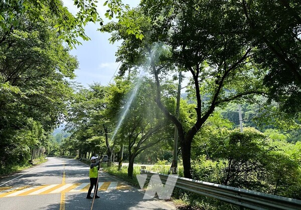 장성군이 선제적인 가로수 병해충 방제로 주목받고 있다