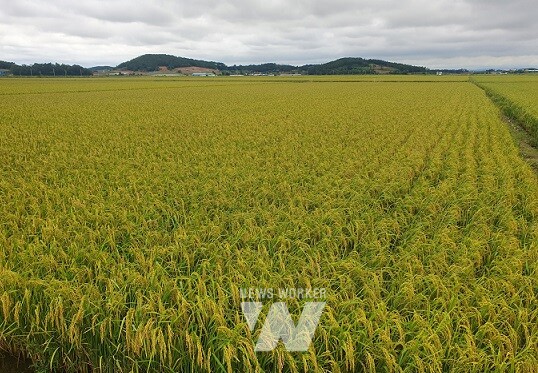무안군(군수 김산)은 고품질 쌀 생산을 위해 이삭거름을 적기·적량을 사용하도록 농가에 당부했다.