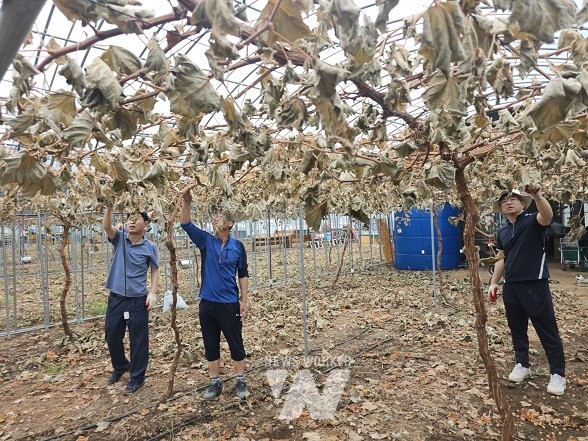 영암군 학산면 고온피해농가 자원봉사