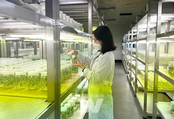 25-고구마 유량종묘 조직배양