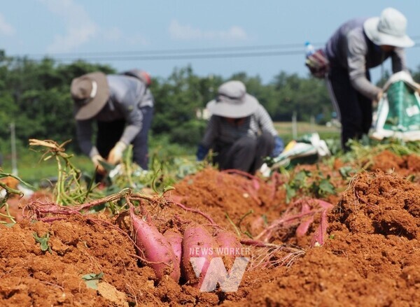 25-고구마 유량종묘 조직배양